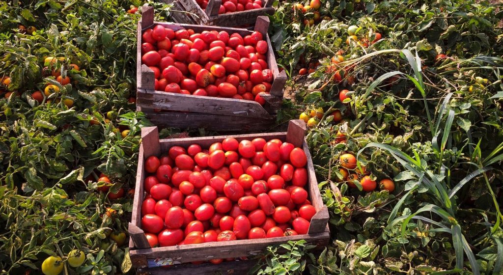 Βιομηχανική τομάτα: Τα μεγάλα εργοστάσια επικαλούνται αποθέματα και συμπιέζουν τις τιμές παραγωγού • Έλληνας Αγρότης