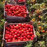 Βιομηχανική τομάτα: Τα μεγάλα εργοστάσια επικαλούνται αποθέματα και συμπιέζουν τις τιμές παραγωγού • Έλληνας Αγρότης