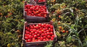 Βιομηχανική τομάτα: Τα μεγάλα εργοστάσια επικαλούνται αποθέματα και συμπιέζουν τις τιμές παραγωγού • Έλληνας Αγρότης