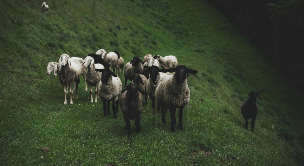 «Πάγωσε» η περιουσία τεσσάρων κτηνοτρόφων στην Ιταλία - Απέσπασαν επιδοτήσεις με εικονικά στοιχεία • Έλληνας Αγρότης