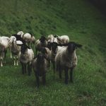 «Πάγωσε» η περιουσία τεσσάρων κτηνοτρόφων στην Ιταλία - Απέσπασαν επιδοτήσεις με εικονικά στοιχεία • Έλληνας Αγρότης