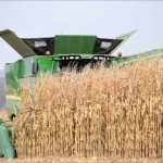 «Τσιμπιμένη» κατά 13 εκατ. τόνους η νέα εκτίμηση USDA για την παγκόσμια παραγωγή καλαμποκιού