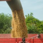 Πλημμυρίζουν τα σιλό: Ρεκόρ παραγωγής σπρώχνει τα παγκόσμια αποθέματα σιτηρών σε υψηλό 9ετίας