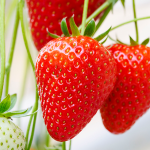 Την πρώτη ποικιλία φράουλας της επωνυμίας De Ruiter παρουσίασε η Bayer - Fresher