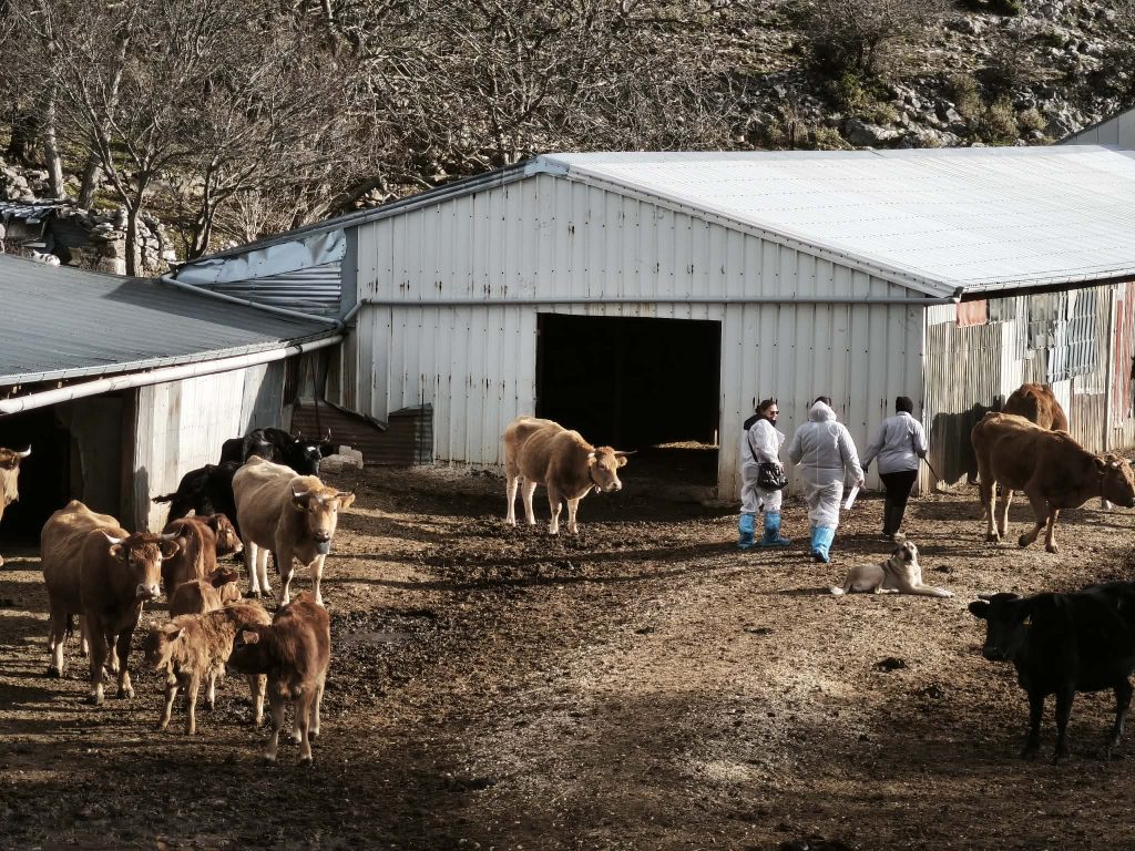 ΑΑΔΕ: Nωρίτερα φέτος οι αιτήσεις αναγνώρισης ανωτέρας βίας για τις αποζημιώσεις κτηνοτρόφων