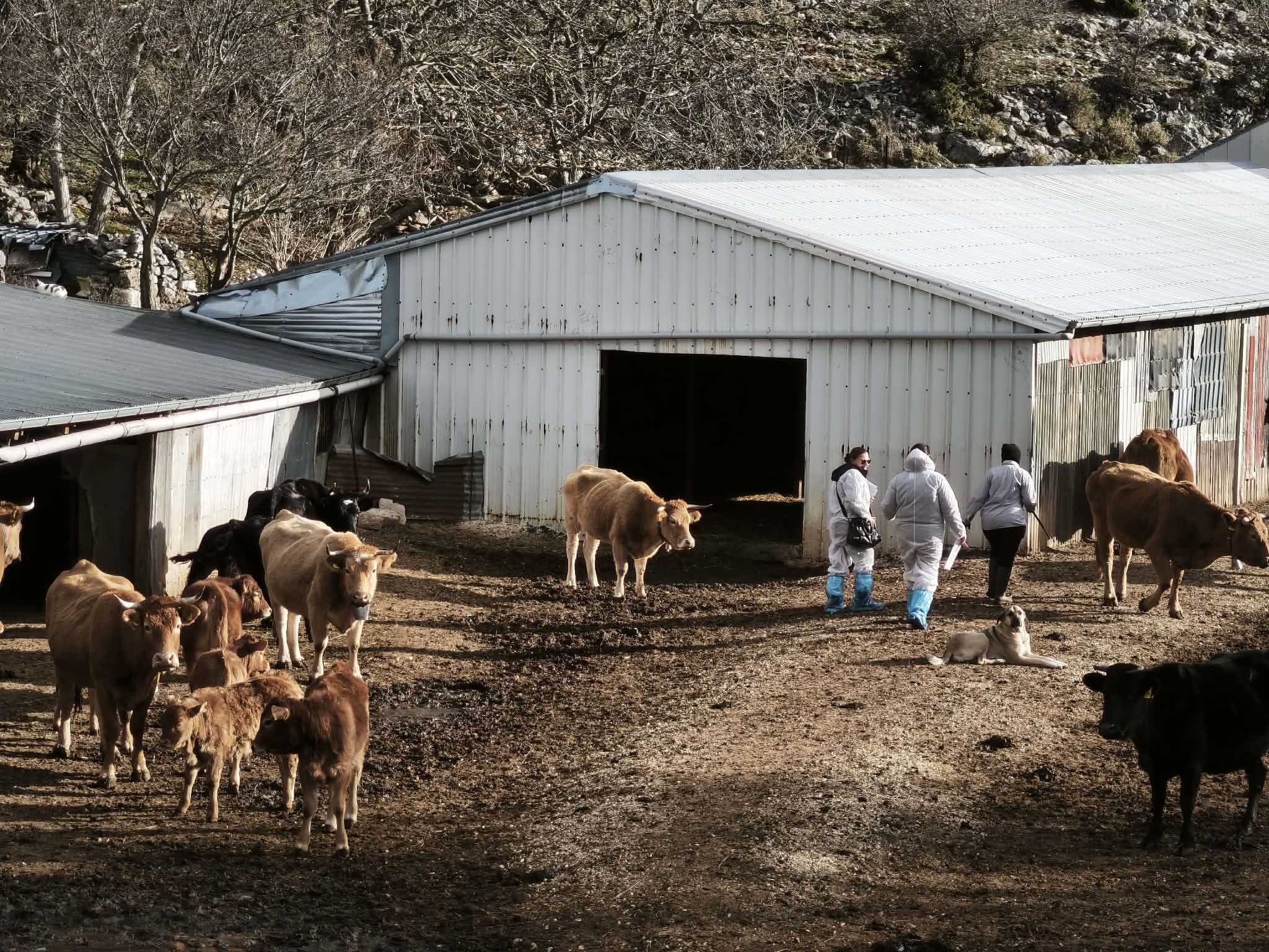 ΑΑΔΕ: Nωρίτερα φέτος οι αιτήσεις αναγνώρισης ανωτέρας βίας για τις αποζημιώσεις κτηνοτρόφων