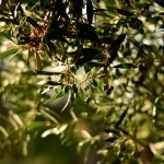 Η χιονοκάλυψη προμήνυμα σοδειάς • Έλληνας Αγρότης