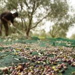 Νέα υπηρεσία Cognitor Ελαιοκομικό Μητρώο φέρνει η Cognitera