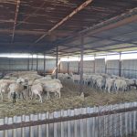 Επιστρατεύονται στρατιωτικοί κτηνίατροι για την αντιμετώπιση της ευλογιάς αιγοπροβάτων