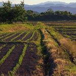 ΟΣΔΕ 2025: Σοβαρές καταγγελίες για αδιαφάνεια και κίνδυνο απώλειας έως 500 εκατ. ευρώ ενισχύσεων φέρνει στη Βουλή ο Κόκκαλης