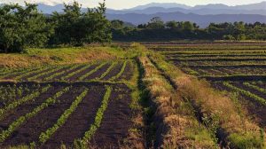 ΟΣΔΕ 2025: Σοβαρές καταγγελίες για αδιαφάνεια και κίνδυνο απώλειας έως 500 εκατ. ευρώ ενισχύσεων φέρνει στη Βουλή ο Κόκκαλης