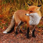 Παράταση έως 31 Μαρτίου για ενεργητική επιτήρηση κατά της λύσσας