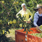 Ύφεση για το πλεόνασμα του εμπορικού ισοζυγίου αγροδιατροφικών της ΕΕ το Νοέμβριο 2025