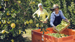 Ύφεση για το πλεόνασμα του εμπορικού ισοζυγίου αγροδιατροφικών της ΕΕ το Νοέμβριο 2025