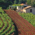 Η αξιολόγηση oliValue ξεκίνησε και το 1ο δείγμα είναι από τη Σάμο!