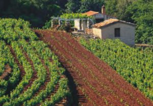 Η αξιολόγηση oliValue ξεκίνησε και το 1ο δείγμα είναι από τη Σάμο!