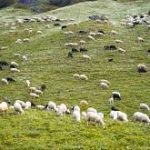 Στη μάχη κατά της ευλογιάς αιγοπροβάτων οι στρατιωτικοί κτηνίατροι