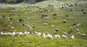 Στη μάχη κατά της ευλογιάς αιγοπροβάτων οι στρατιωτικοί κτηνίατροι