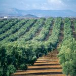 Νέες εκτιμήσεις για μικρότερη ισπανική παραγωγή