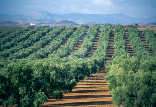 Νέες εκτιμήσεις για μικρότερη ισπανική παραγωγή