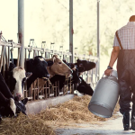 Σταθερή στους 161,8 εκατ. τόνους η παραγωγή γάλακτος στην Ευρώπη το 2024