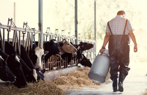 Σταθερή στους 161,8 εκατ. τόνους η παραγωγή γάλακτος στην Ευρώπη το 2024