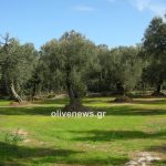 Παρατηρητήριο Τιμών Ελαιολάδου και Επιτραπέζιας Ελιάς (16/1/2026)