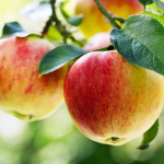 Από τα μήλα στα υφάσματα: τα απόβλητα μήλου μετατρέπονται σε vegan δέρμα