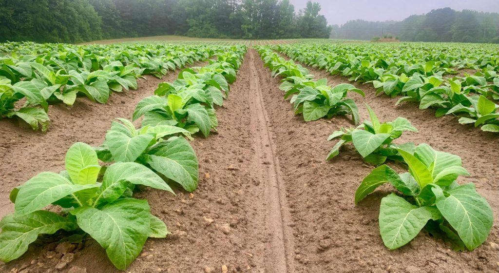 Έβρος: Σε απόγνωση οι καπνοπαραγωγοί • Έλληνας Αγρότης