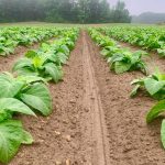 Έβρος: Σε απόγνωση οι καπνοπαραγωγοί • Έλληνας Αγρότης