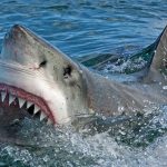 Αυστραλία: Ένας έφηβος τραυματίστηκε σοβαρά σε επίθεση καρχαρία