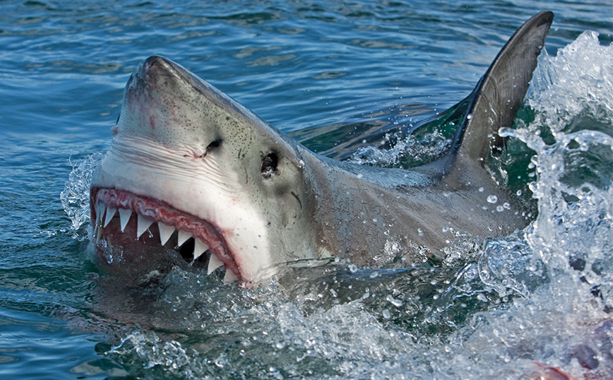 Αυστραλία: Ένας έφηβος τραυματίστηκε σοβαρά σε επίθεση καρχαρία