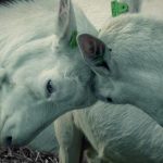 Κτηνοτροφία: Τα διοικητικά παράδοξα που αφήνουν το εισόδημα εκτός συστήματος