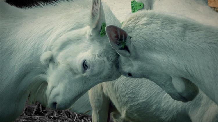 Κτηνοτροφία: Τα διοικητικά παράδοξα που αφήνουν το εισόδημα εκτός συστήματος