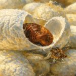 Πότε οι ενισχύσεις της ΚΑΠ δεν φτάνουν στον παραγωγό