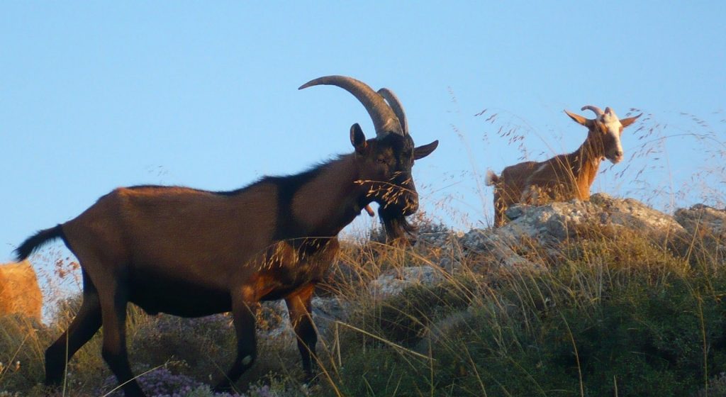 Πώς και γιατί το κρητικό αιγοπρόβειο γάλα μπήκε στο «στόχαστρο» των γαλακτοβιομηχανιών • Έλληνας Αγρότης