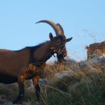 Πώς και γιατί το κρητικό αιγοπρόβειο γάλα μπήκε στο «στόχαστρο» των γαλακτοβιομηχανιών • Έλληνας Αγρότης