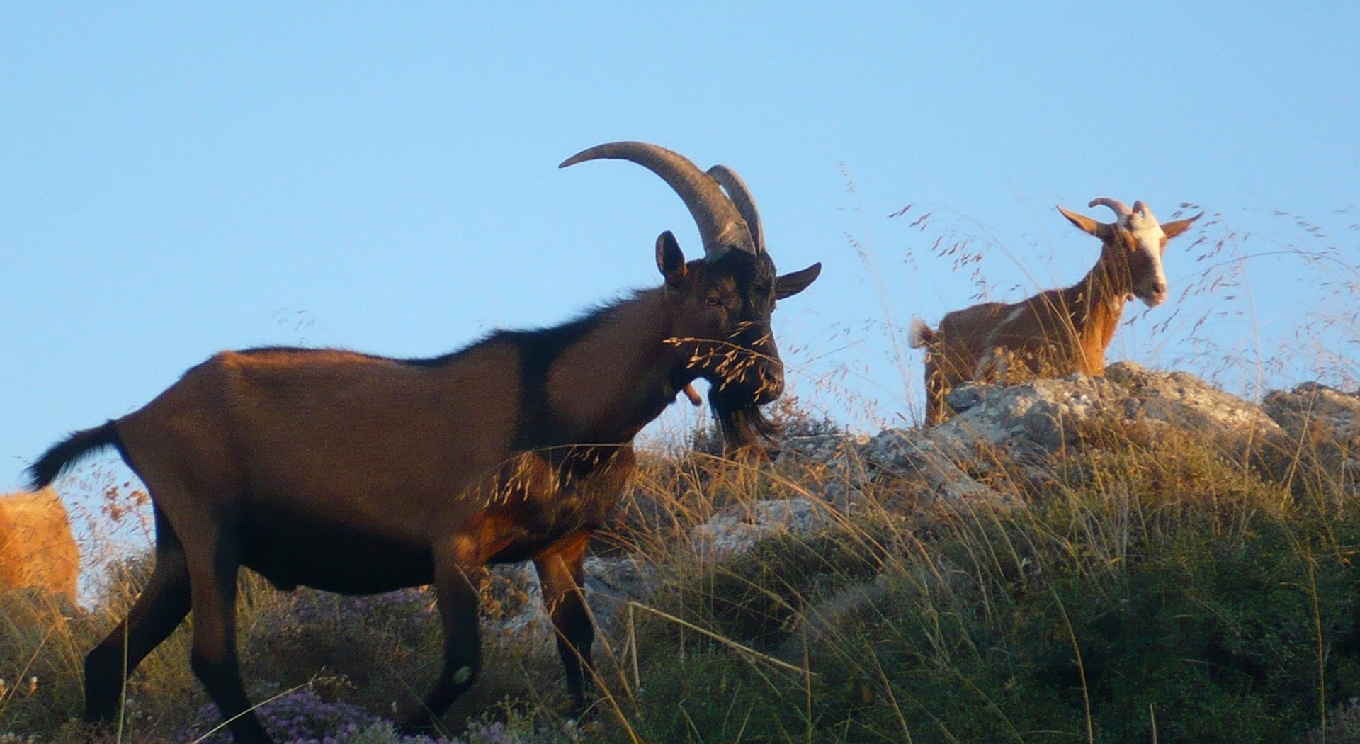 Πώς και γιατί το κρητικό αιγοπρόβειο γάλα μπήκε στο «στόχαστρο» των γαλακτοβιομηχανιών • Έλληνας Αγρότης
