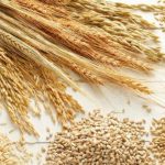 Τουρκία «κλείδωσε» 210.000 τόνους κριθαριού για ζωοτροφή σε διεθνή διαγωνισμό