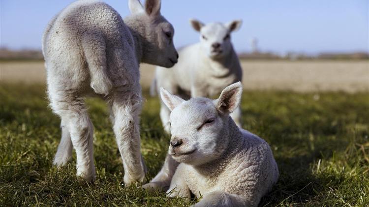Κέλλας στη Βουλή - Θεσμική τομή η νέα ΚΥΑ για τους βοσκότοπους