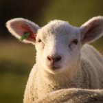 Θεσσαλία: Ευλαβική τήρηση μέτρων βιοασφάλειας για την ευλογιά