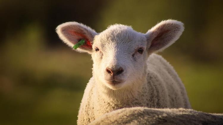 Θεσσαλία: Ευλαβική τήρηση μέτρων βιοασφάλειας για την ευλογιά