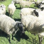 Σάλος με τις παράνομες κατασχέσεις αποζημιώσεων κτηνοτρόφων για την ευλογιά