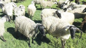 Σάλος με τις παράνομες κατασχέσεις αποζημιώσεων κτηνοτρόφων για την ευλογιά