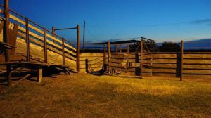 Ευλογιά αιγοπροβάτων: Πάνω από 470.000 θανατώσεις ζώων