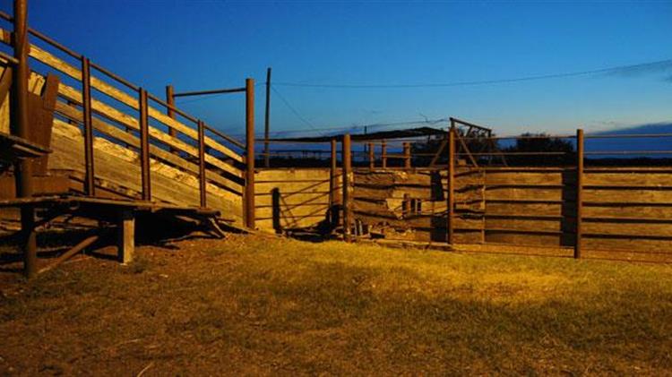 Ευλογιά αιγοπροβάτων: Πάνω από 470.000 θανατώσεις ζώων