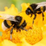 Ξεπερνά τα 12.6εκ.€ η δαπάνη για 6 δράσεις στη μελισσοκομία - Πληρωμές μέχρι 15/10/2026 (Έγγραφο) • Έλληνας Αγρότης