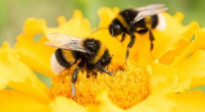 Ξεπερνά τα 12.6εκ.€ η δαπάνη για 6 δράσεις στη μελισσοκομία - Πληρωμές μέχρι 15/10/2026 (Έγγραφο) • Έλληνας Αγρότης