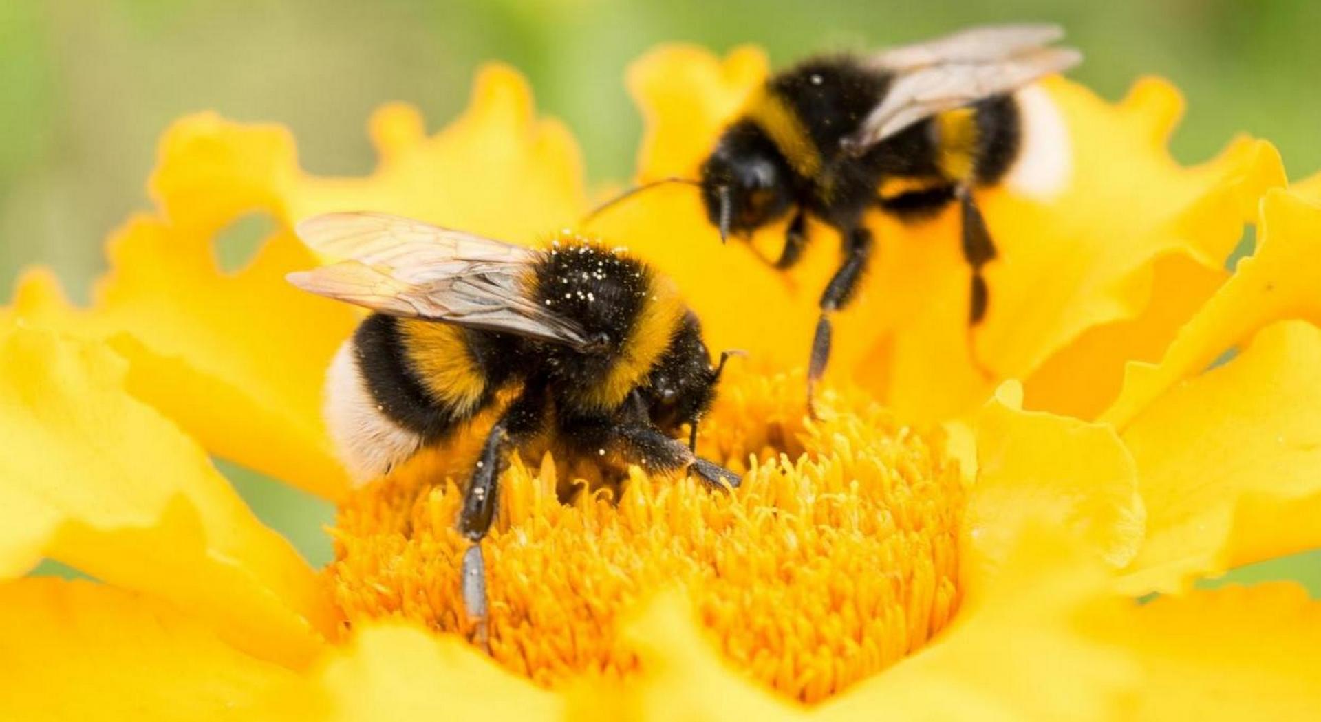 Ξεπερνά τα 12.6εκ.€ η δαπάνη για 6 δράσεις στη μελισσοκομία - Πληρωμές μέχρι 15/10/2026 (Έγγραφο) • Έλληνας Αγρότης