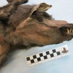 Ανακαλύφθηκε το γονιδίωμα μαλλιαρού ρινόκερου μέσα στο γεύμα ενός λύκου της Εποχής των Παγετώνων